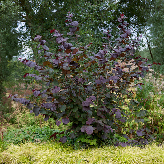 Noisetier pourpre Rote Zellernuss - Bakker