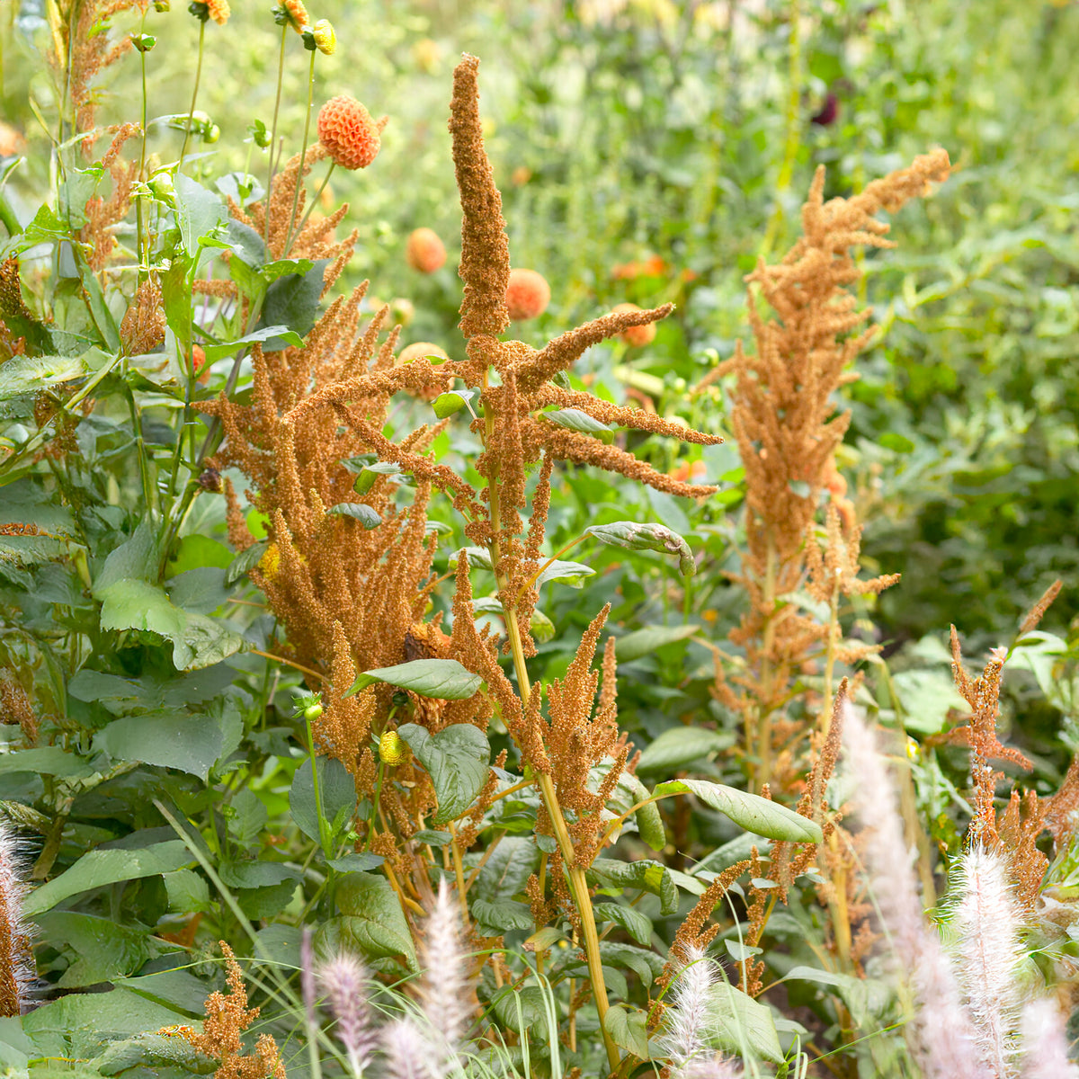Amarante Hot Biscuits - Amaranthus cruentus Hot Biscuits - Bakker