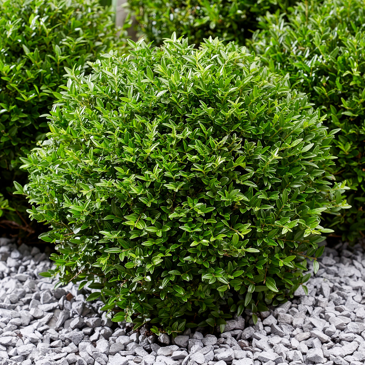 Chèvrefeuille arbustif Green Breeze - Lonicera nitida Garden Clouds Green Breeze - Bakker