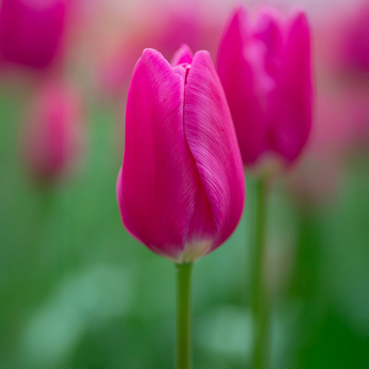 Tulipe triomphe Ardour - Bakker