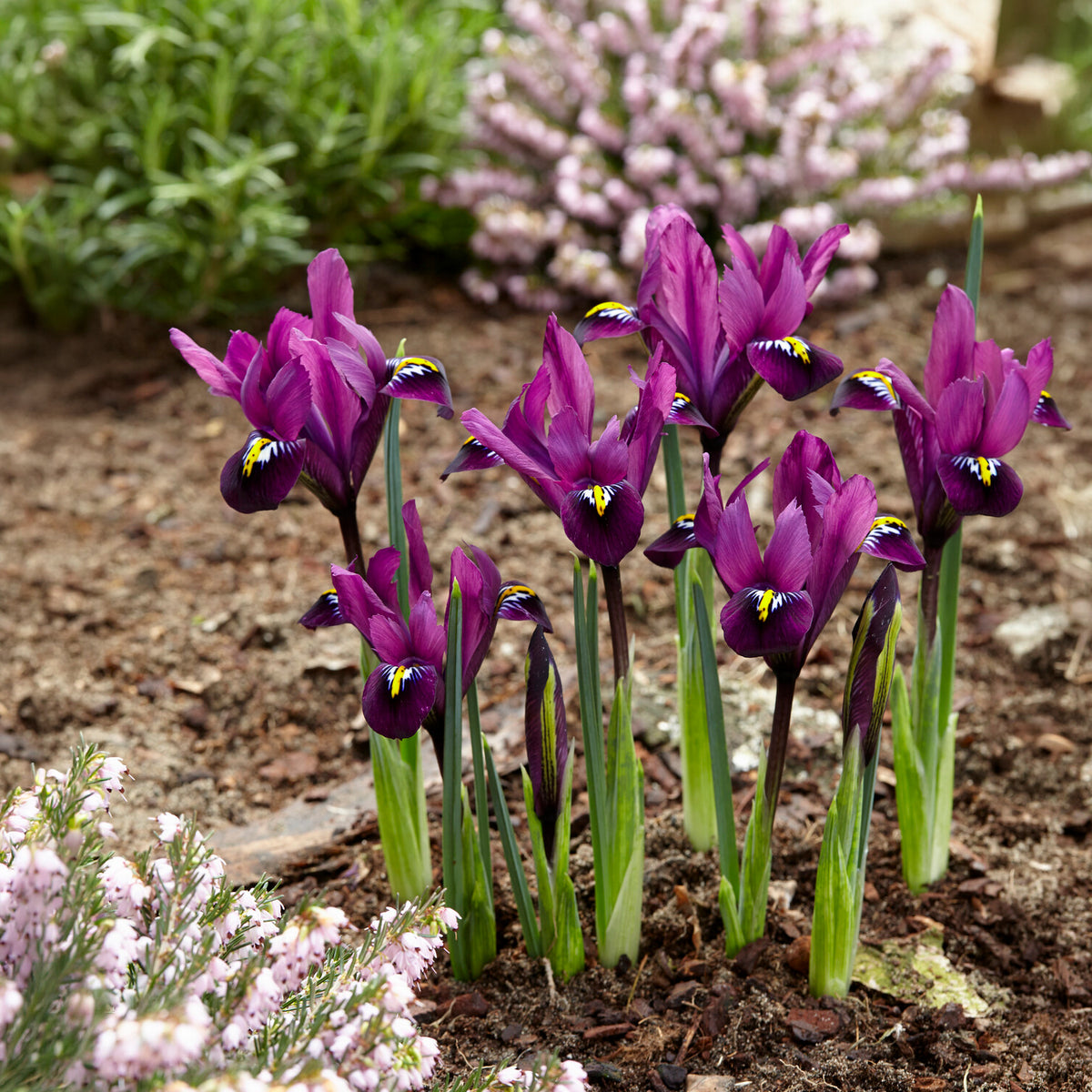 Vente 50 bulbes mellifères mauves et blancs - Crocus Flower Record, Muscari ameniacum, Iris Purple Hill, Hyacinth Woodstock, Scilla siberica alba