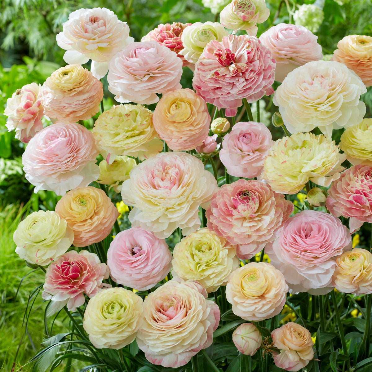 15 renoncules pastels - Ranunculus - Bakker