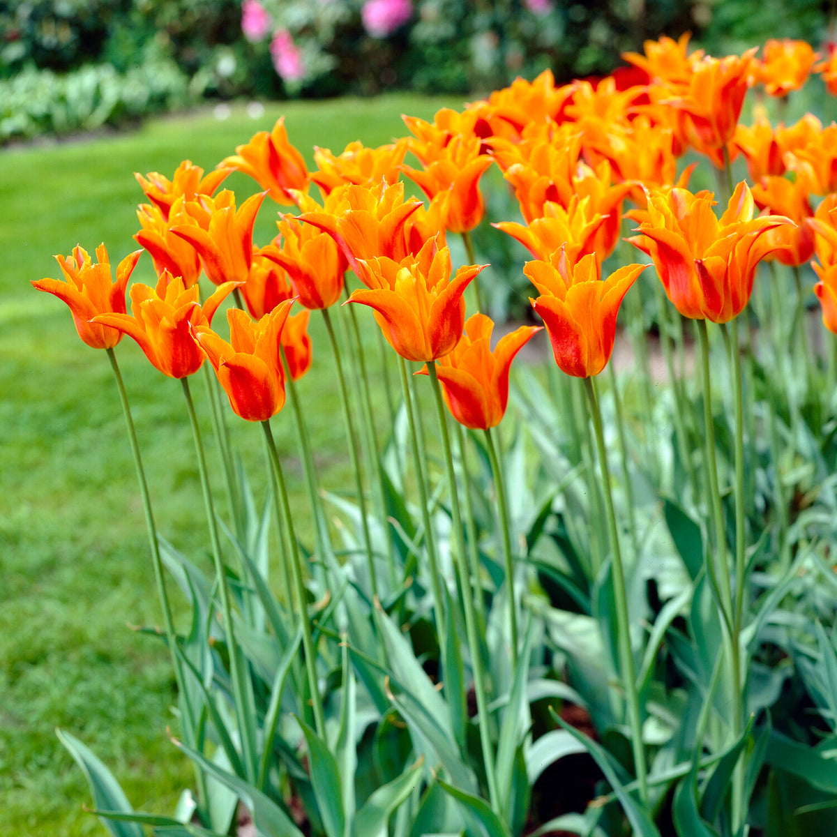 Tulipa Ballerina - Tulipe Ballerina - Bulbes de Tulipe