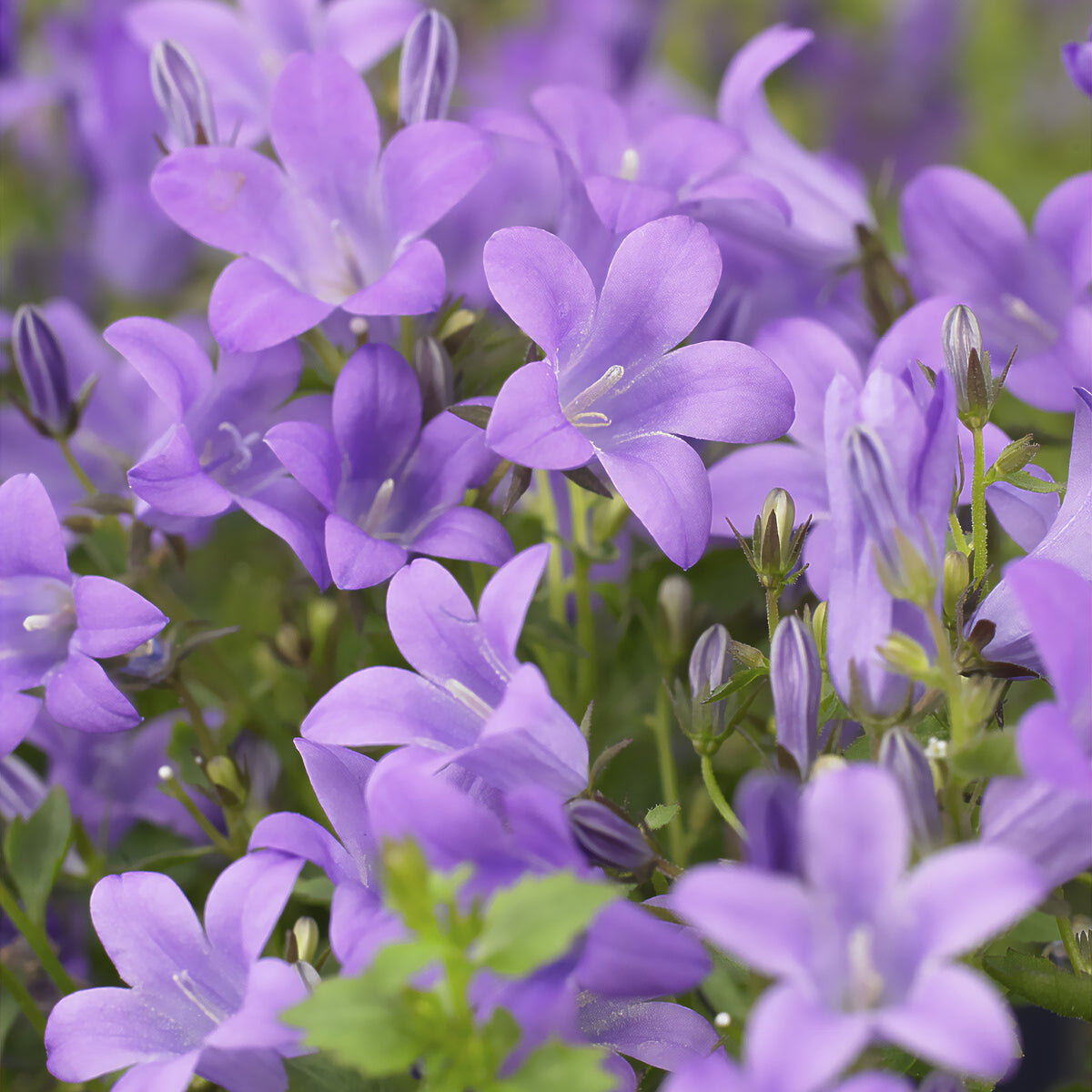 Campanules - Campanule des murailles - Campanula portenschlagiana