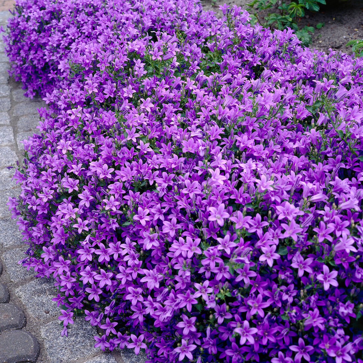 Vente Campanule des murailles - Campanules