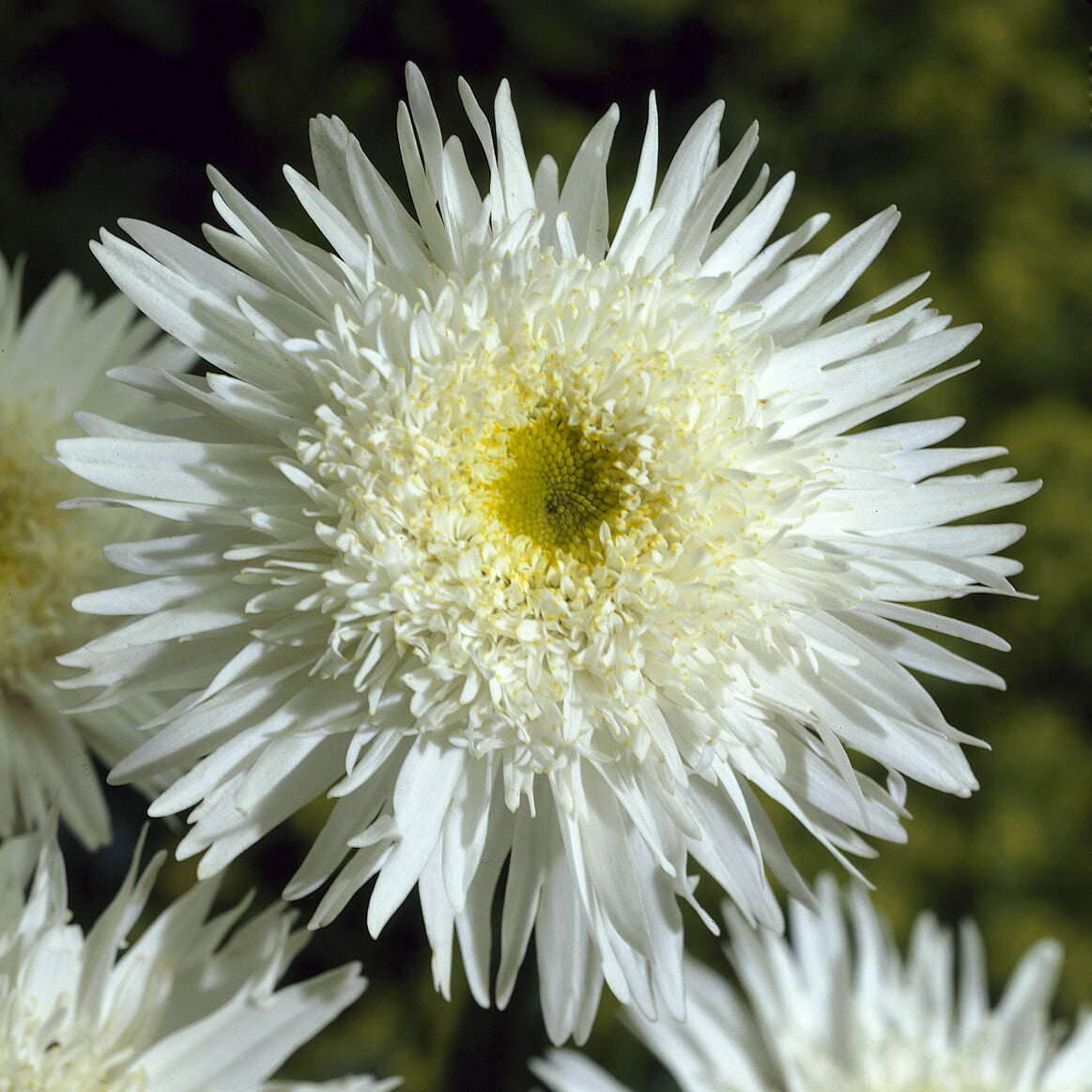 Leucanthemum - Marguerite - Marguerite 'Wirral Supreme' - Leucanthemum superbum Wirral Supreme