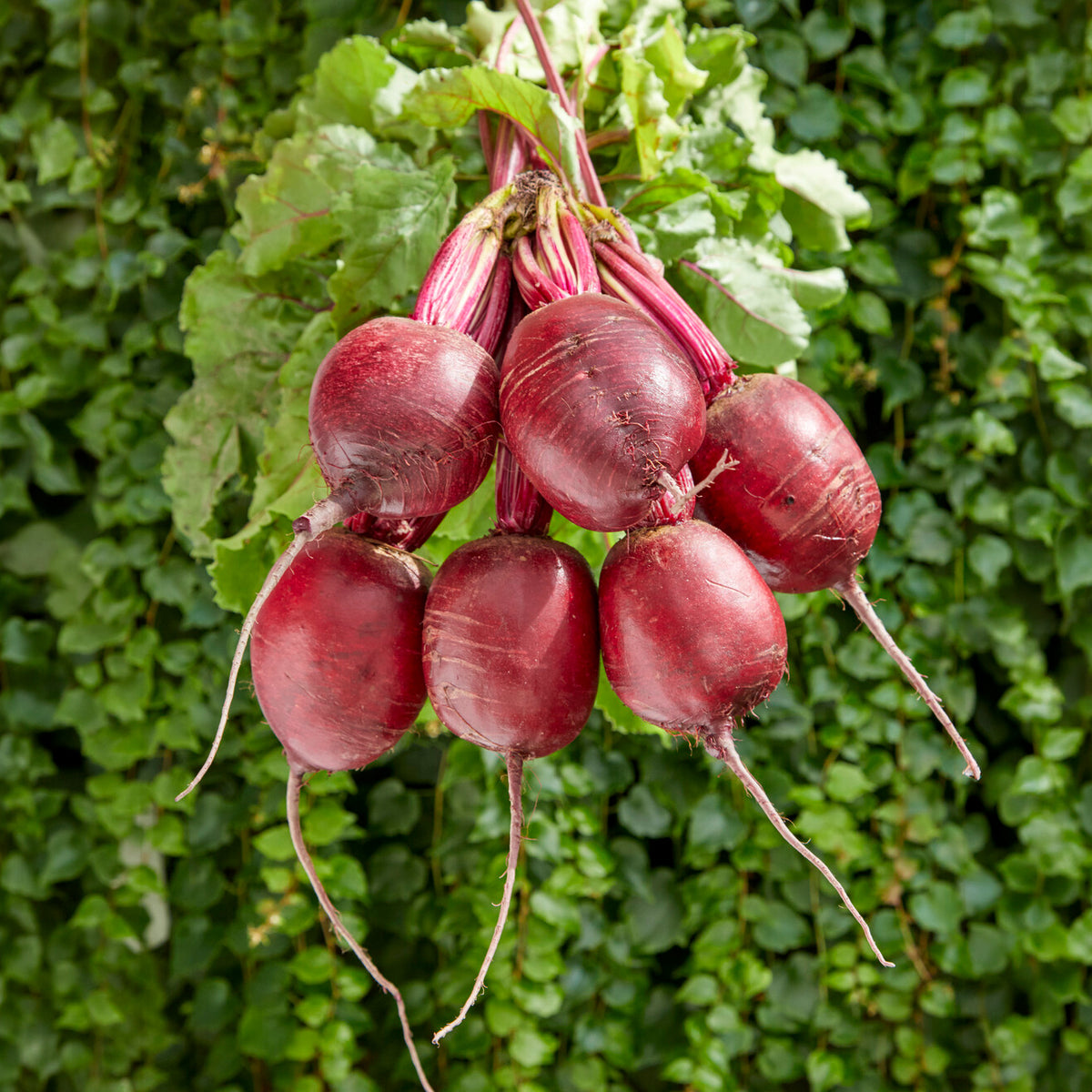 Betterave rouge 'Kogel 2' - Bakker