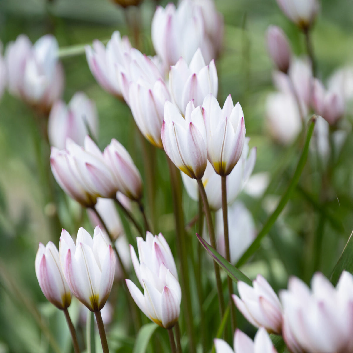 10 Tulipes botaniques Hilde - Bakker