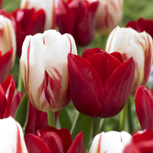 8 Tulipes Love Circle - Bakker