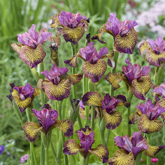 Iris de Sibérie Juniper Leigh - Bakker