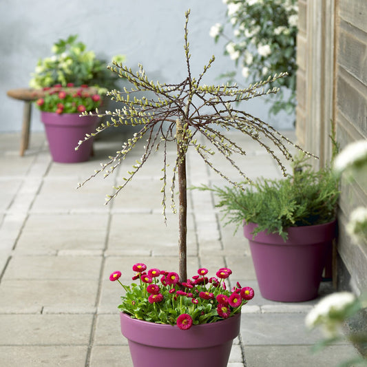 Saule rampant nain chatons jaune sur tige - Bakker