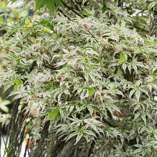 Erable du japon ukigumo - Bakker