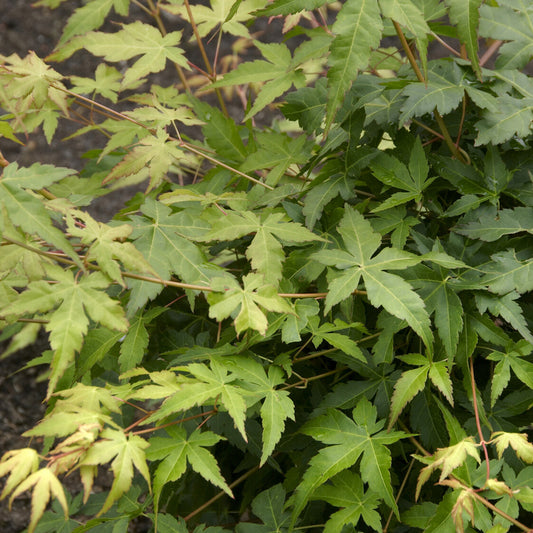 Erable du japon Bi hoo - Bakker