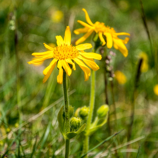 Arnica des montagnes - Bakker