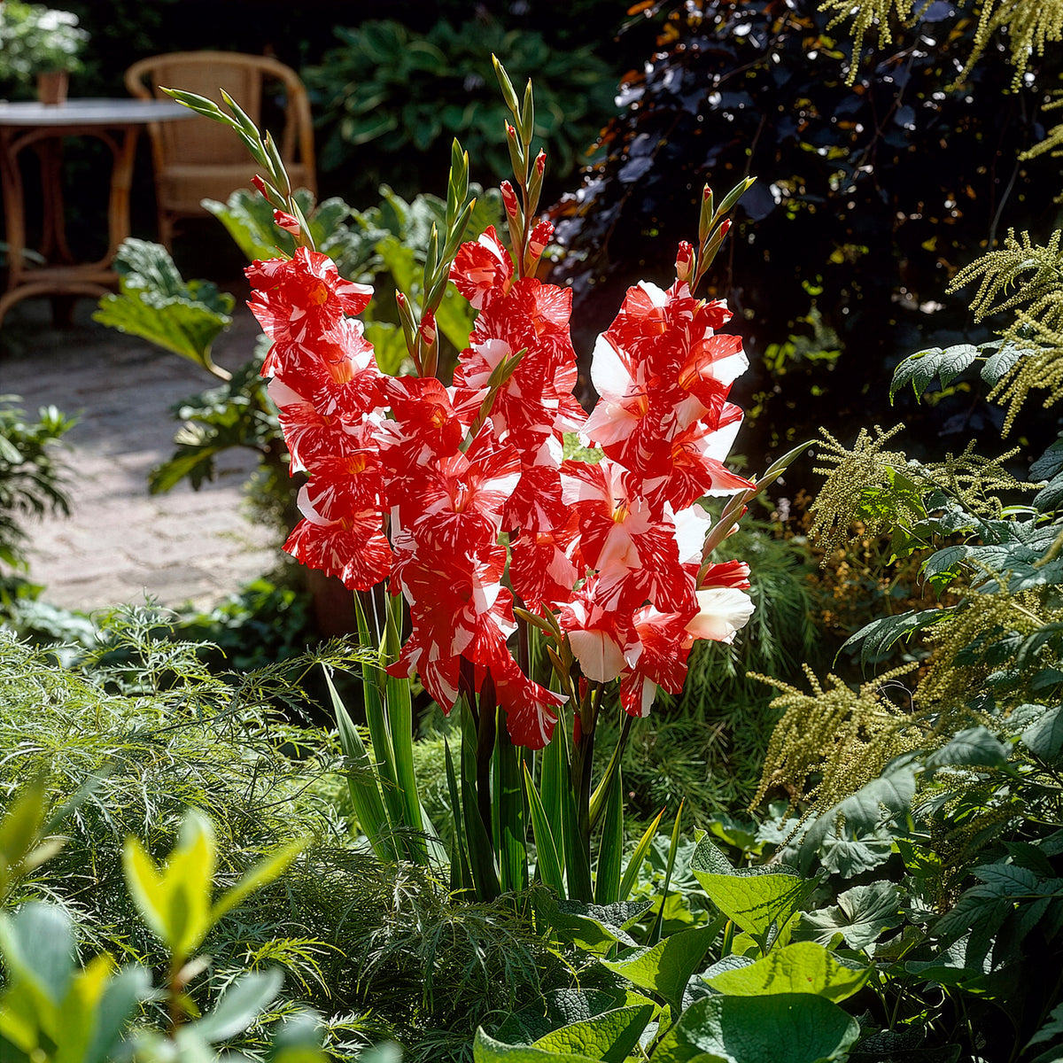 25 Glaïeuls Zizanie - Gladiolus zizanie - Bakker