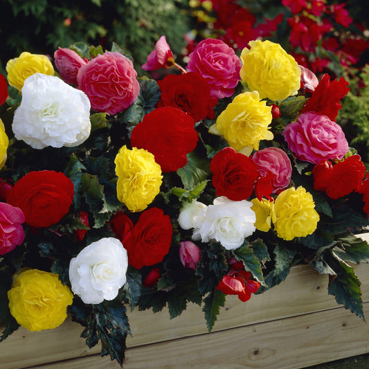 Bégonia Nonstop® Mocca - Bakker