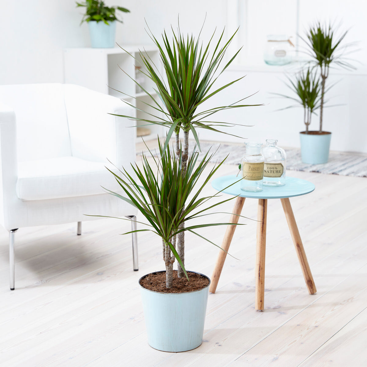 Dragonnier Dracaena marginata - Dracaena marginata - Bakker