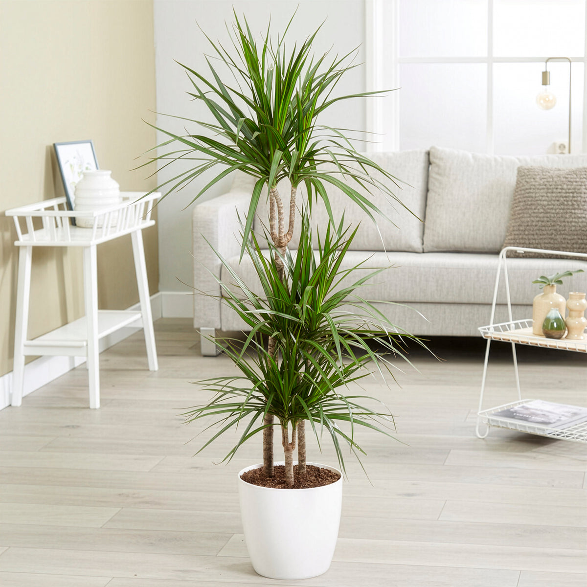 Dragonnier Dracaena marginata - Bakker