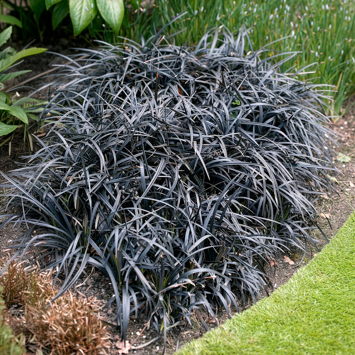 Ophiopogon noir Niger - Bakker