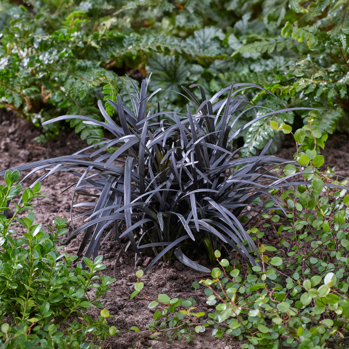 Ophiopogon planiscapus Nigrescens - Ophiopogon noir Niger - Plantes couvre-sol