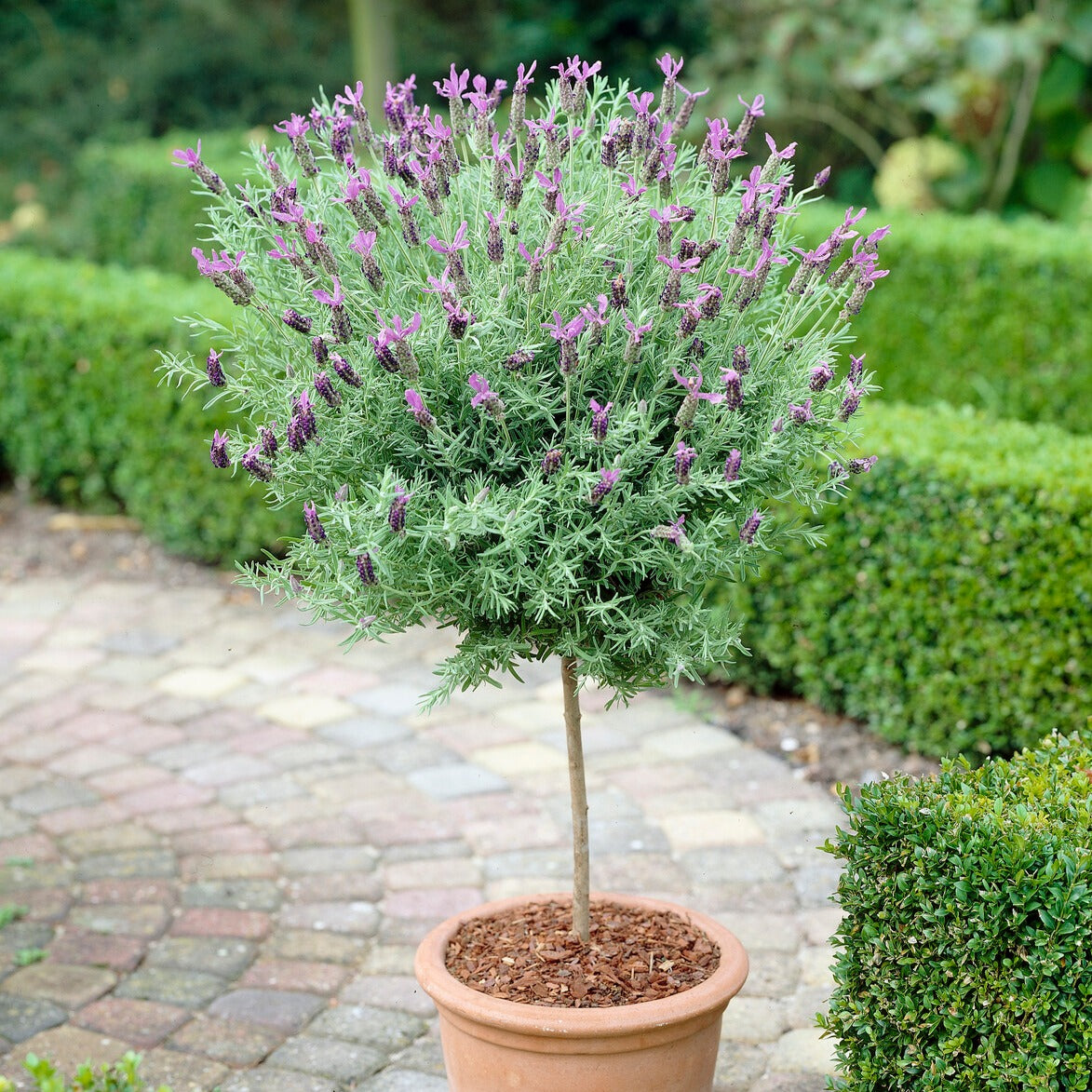Lavandula stoechas - Lavande papillon sur tige - Lavande