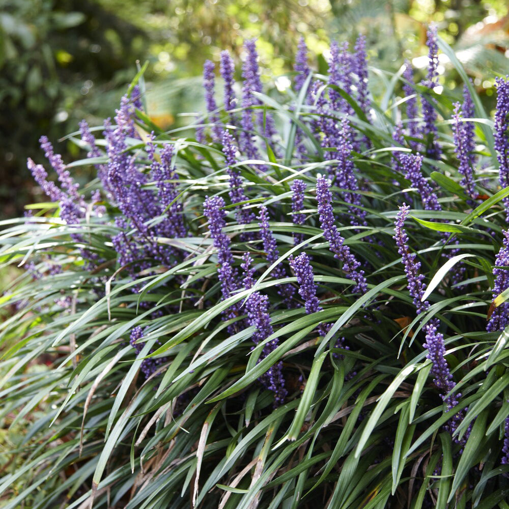 Liriope muscari 'Ingwersen' - Liriope muscari Ingwersen - Bakker