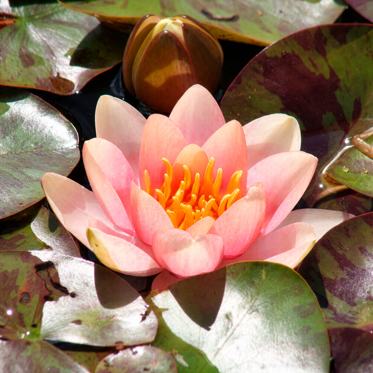 Nénuphar 'Aurora'