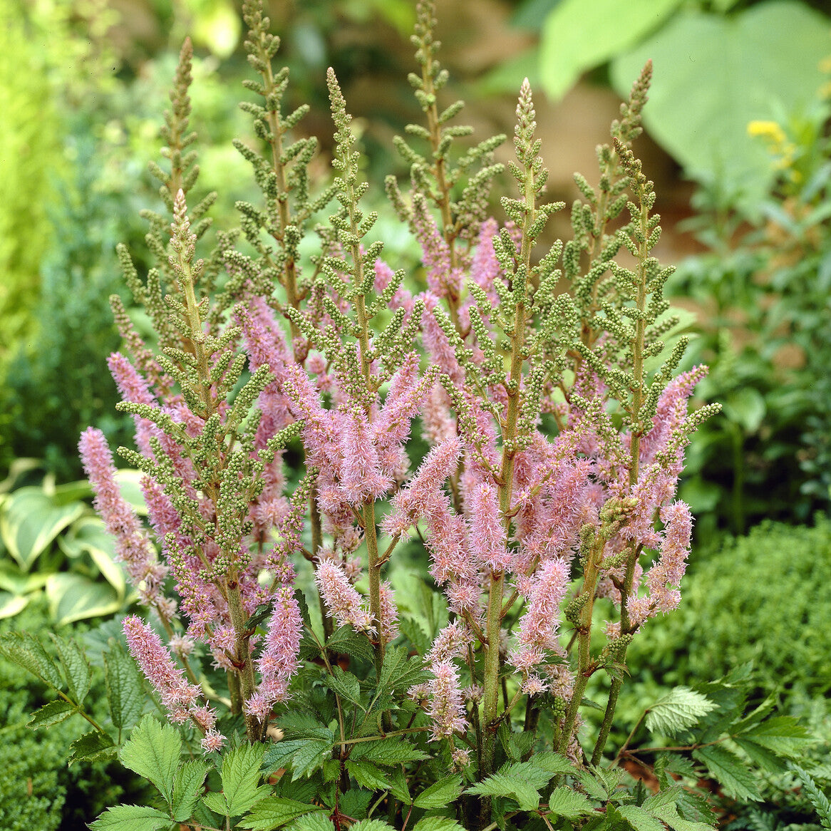 Astilbe 'Pumila' - Bakker