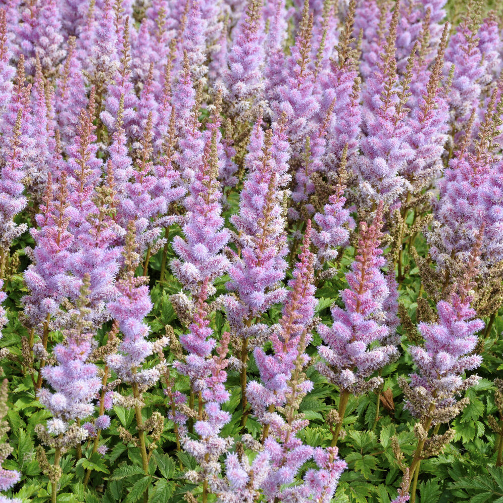 Astilbe chinensis Pumila - Astilbe 'Pumila' - Plantes vivaces