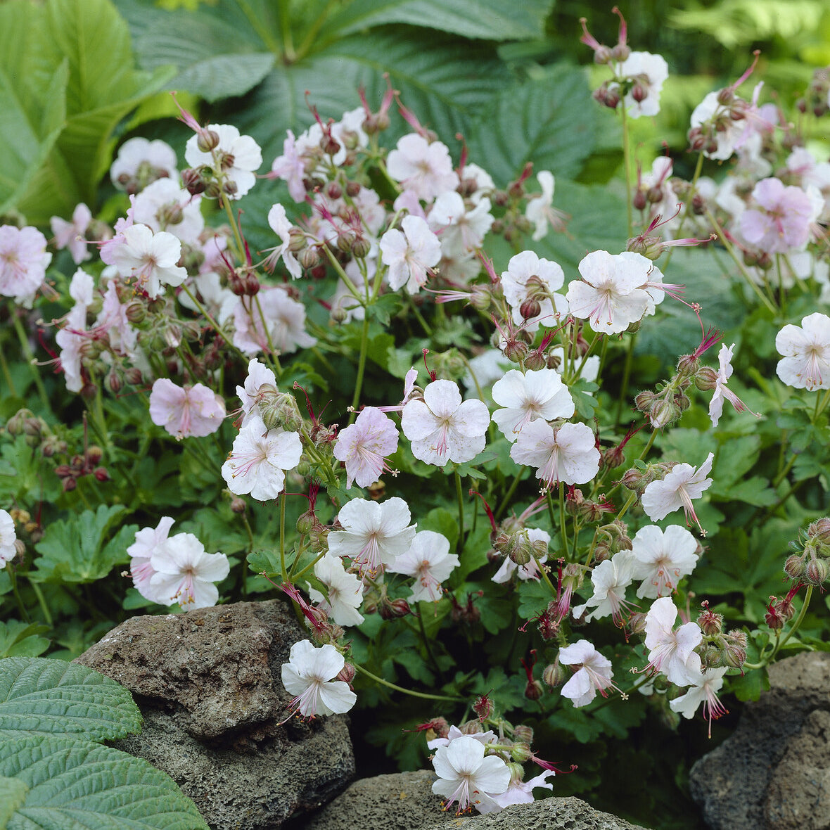 Geranium cantabrigiense Biokovo - Géranium vivace cantabrigiense 'Biokovo' - Géraniums