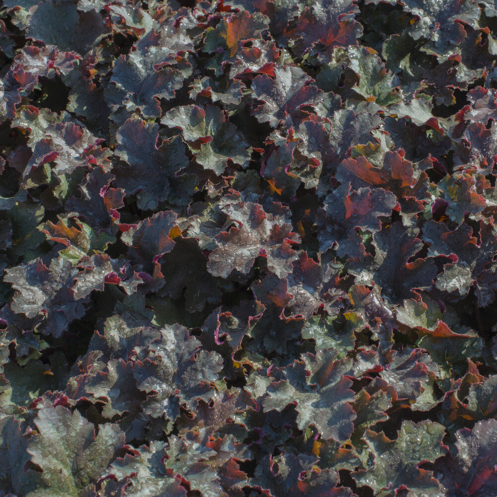 Heuchère Chocolate Ruffles - Heuchera Chocolate Ruffles - Bakker