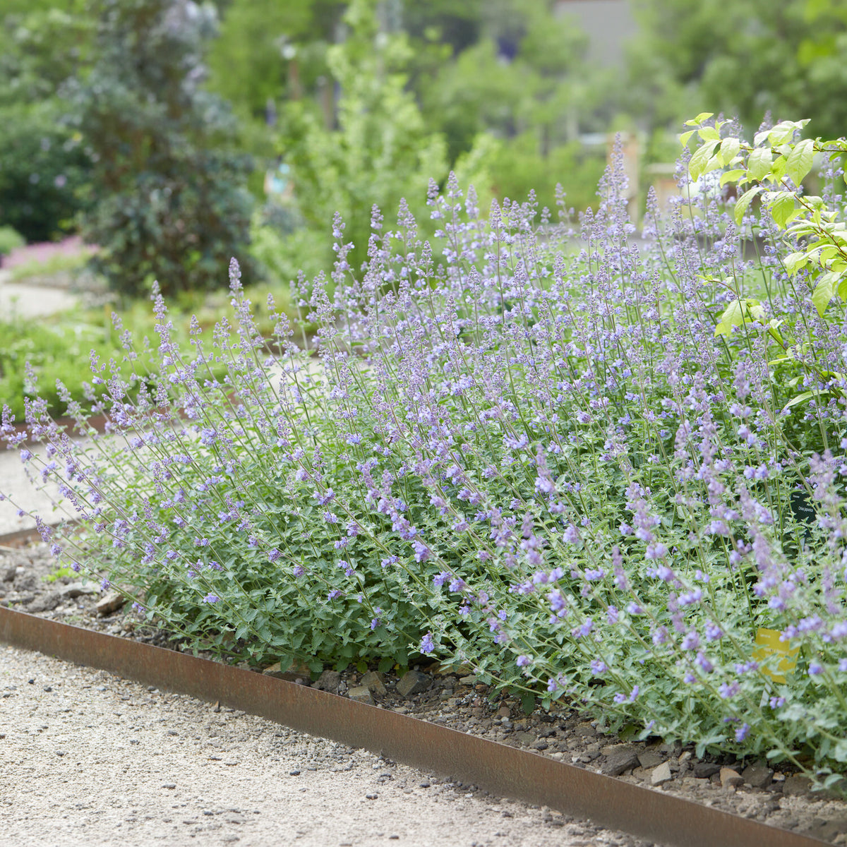 Nepeta Walker's Low