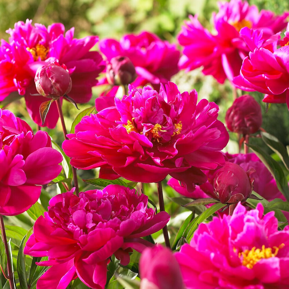Pivoine 'Karl Rosenfield' - Bakker