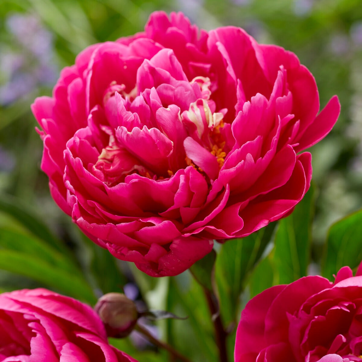 Pivoine 'Karl Rosenfield' - Paeonia lactiflora Karl Rosenfield - Bakker