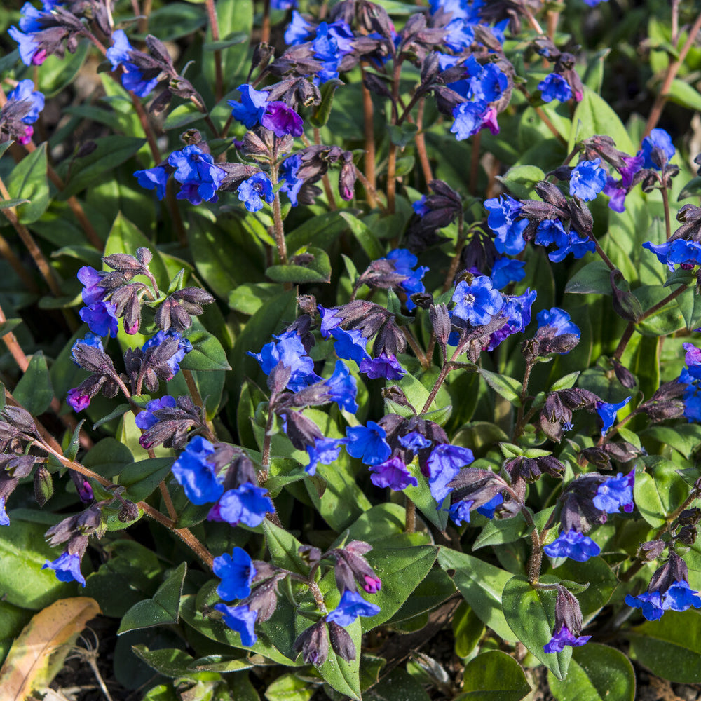 Vente Pulmonaire 'Blue Ensign' - Pulmonaria Blue Ensign