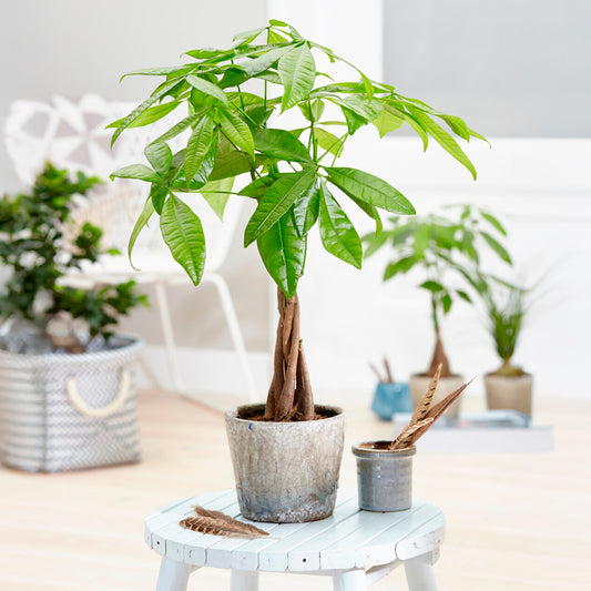 Arbre à argent Pachira aquatica - Bakker