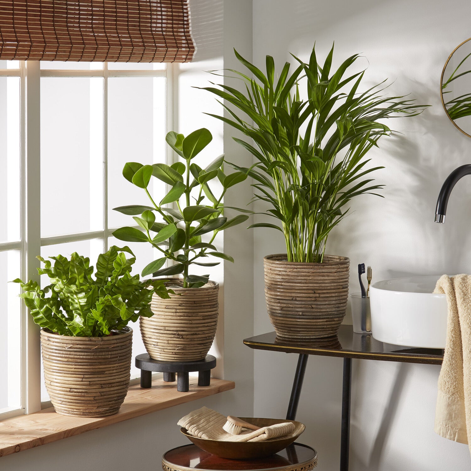 plantes purificatrice d'air Collection de 3 plantes purificatrices d'air