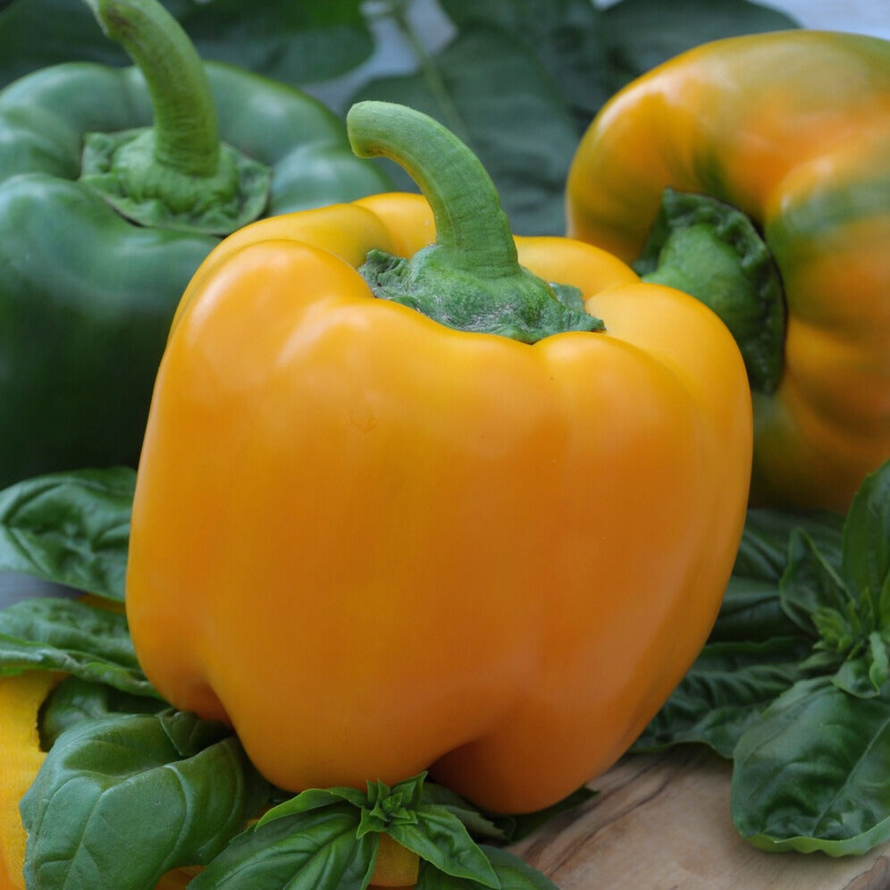 Capsicum annuum California Wonder yellow - Poivron 'Yellow California Wonder' - Graines de poivrons