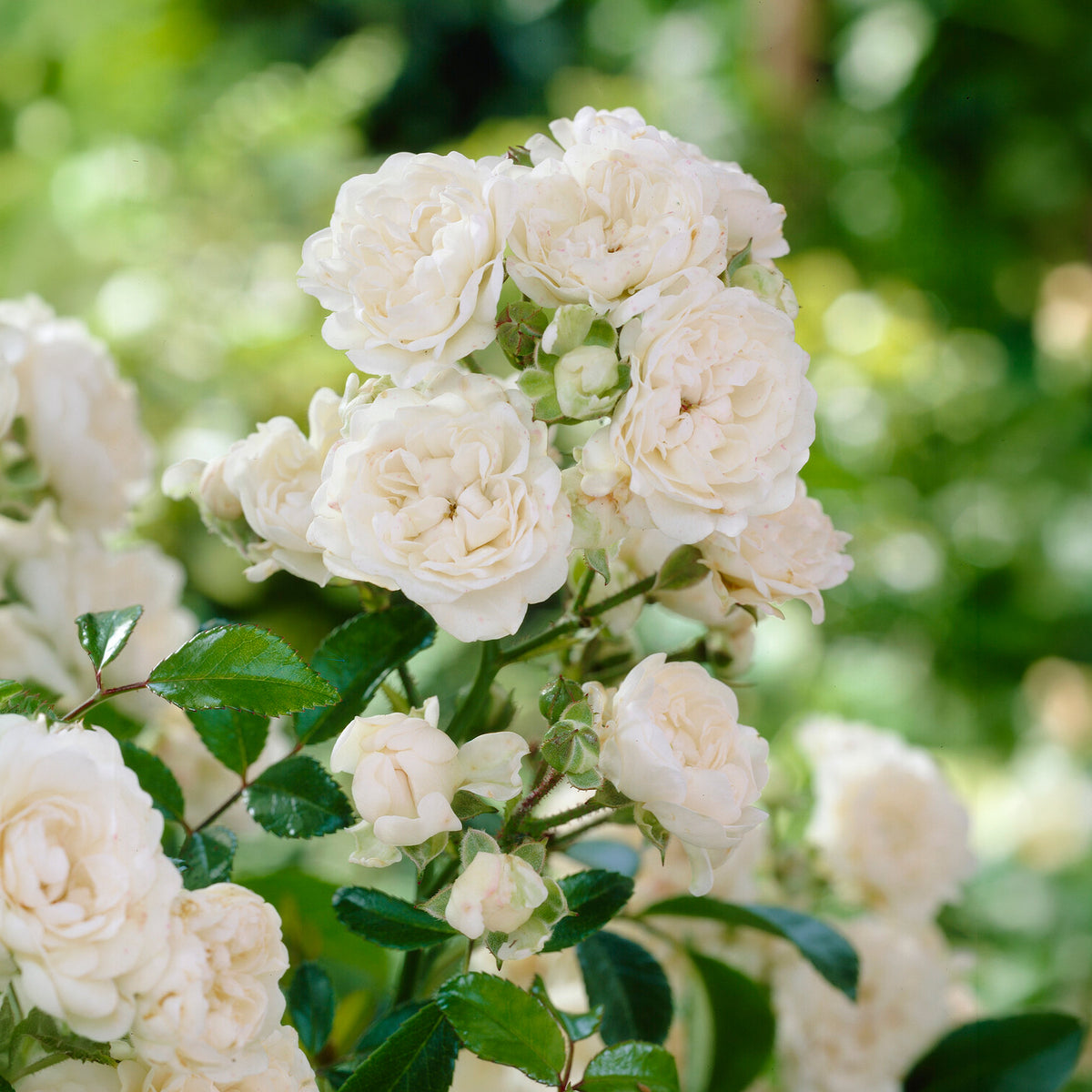 Rosier 'Crystal Fairy' - Rosa crystal fairy ® - Bakker