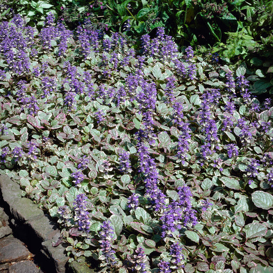 Bugle rampante Burgundy Glow - Bakker