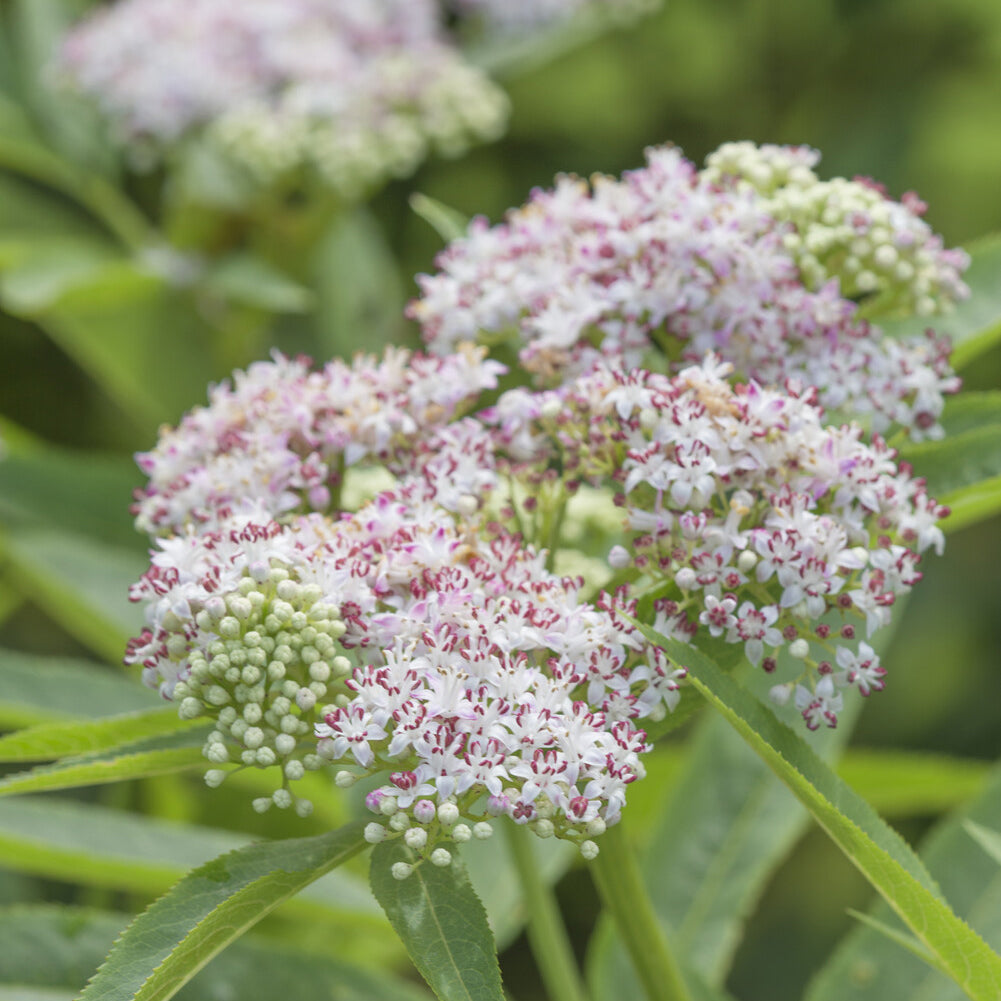 Eupatorium cannabinum - Eupatoire chanvrine - Plantes vivaces
