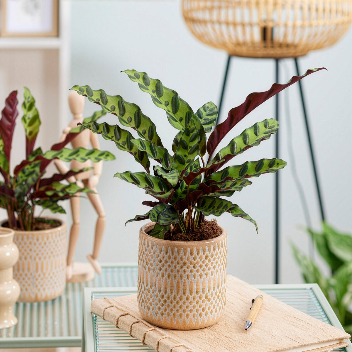 Calathea lancifolia 'Insigne' - Bakker