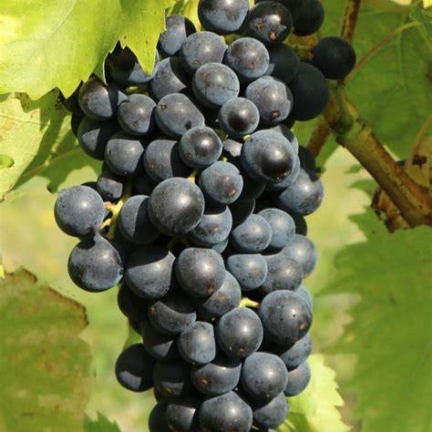 Vigne muscat bleu - Vitis vinifera Muscat Bleu - Bakker