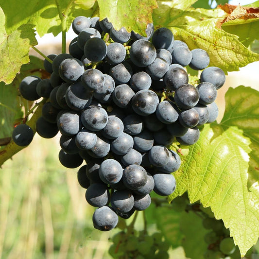 Vigne muscat bleu - Bakker