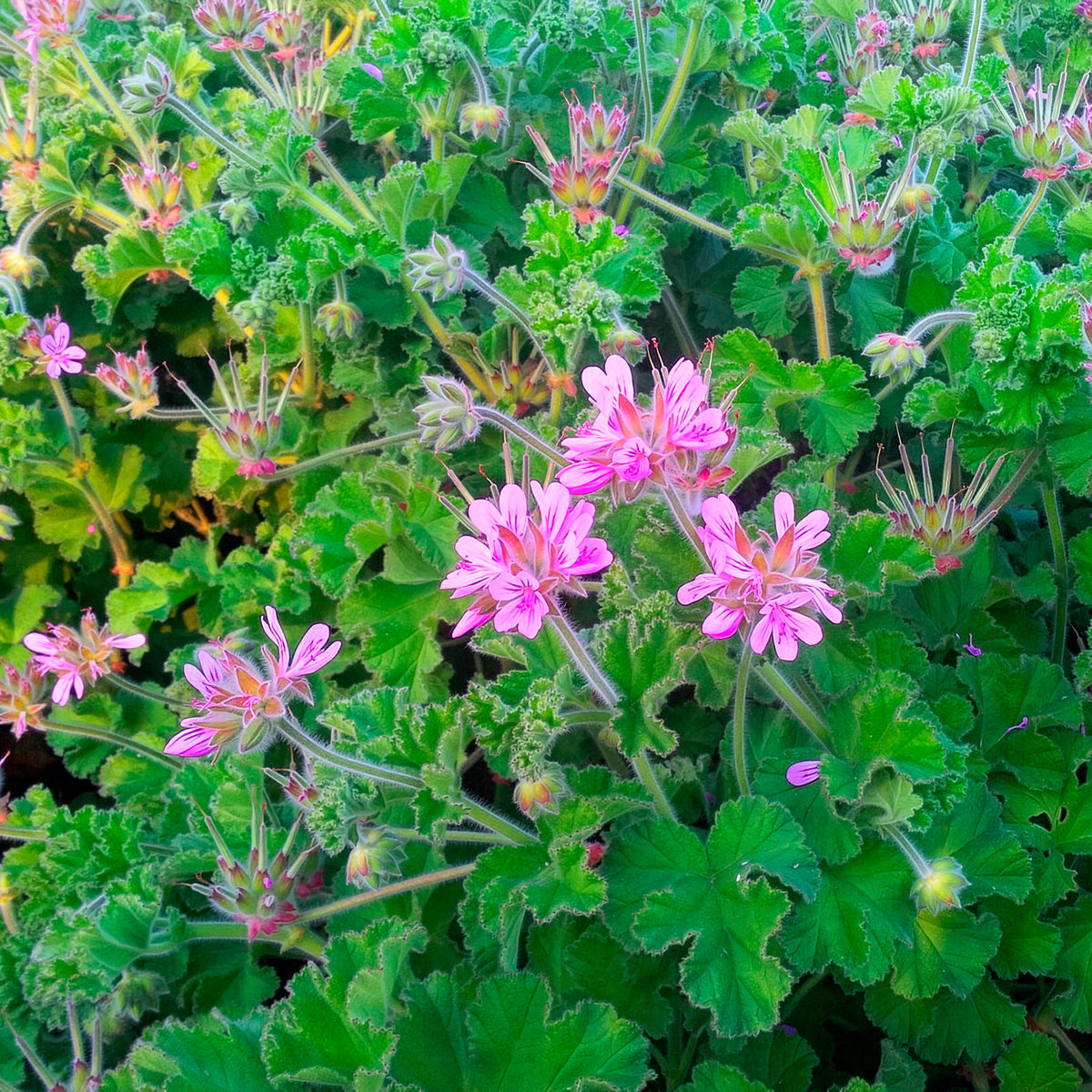 Géranium odorant - Pelargonium capitatum - Bakker