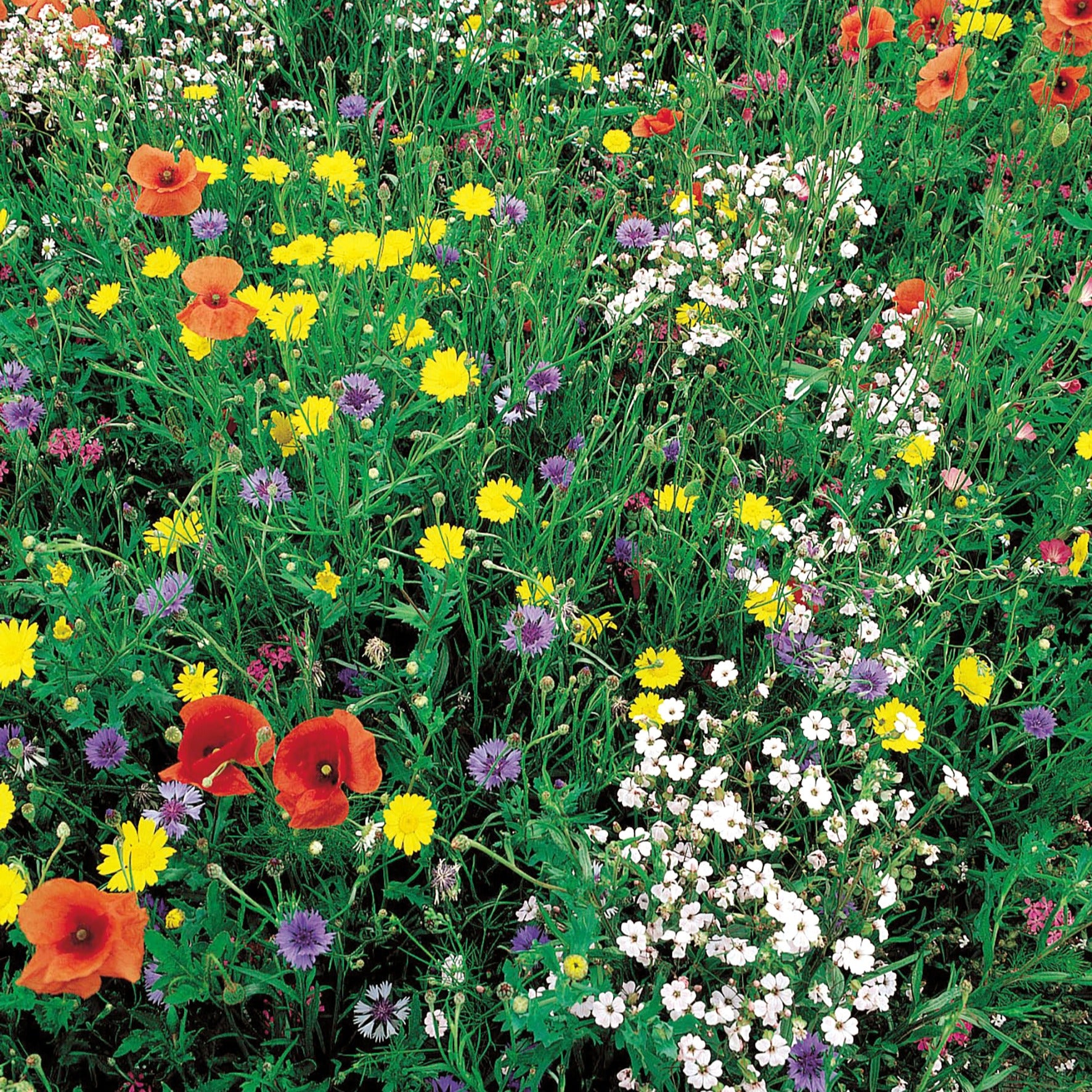 Graines Graines de fleurs sauvages en mélange - 100 m²