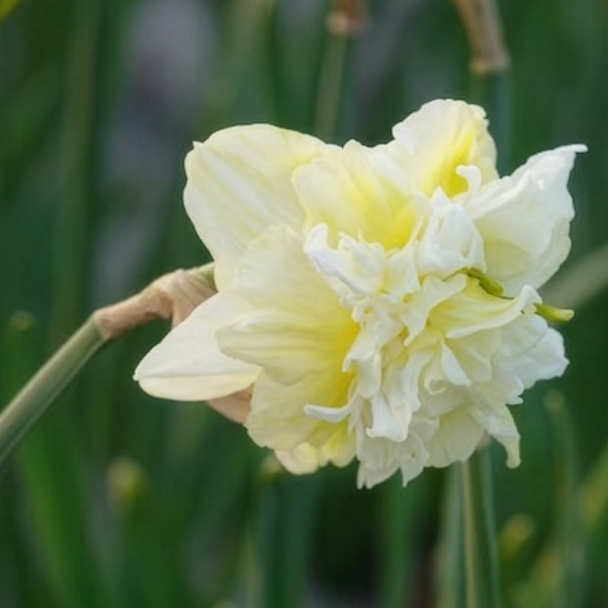 10 Narcisses à fleurs doubles Obdam - Narcissus obdam - Bakker