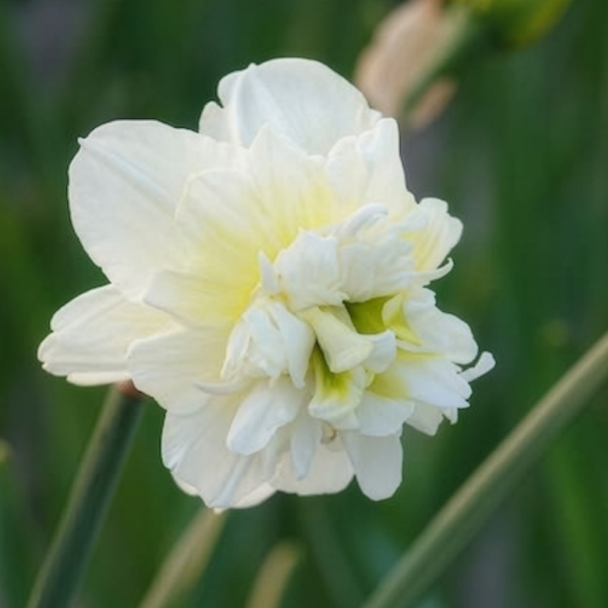 10 Narcisses à fleurs doubles Obdam - Bakker