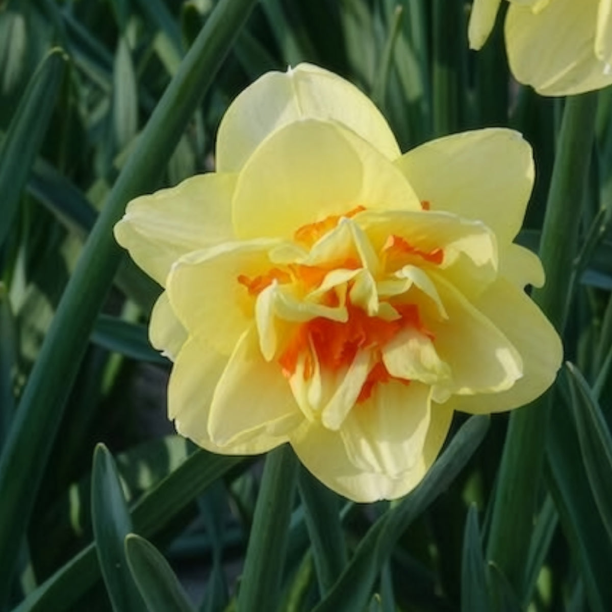 10 Narcisses à fleurs doubles Tahiti - Narcissus Tahiti - Bakker