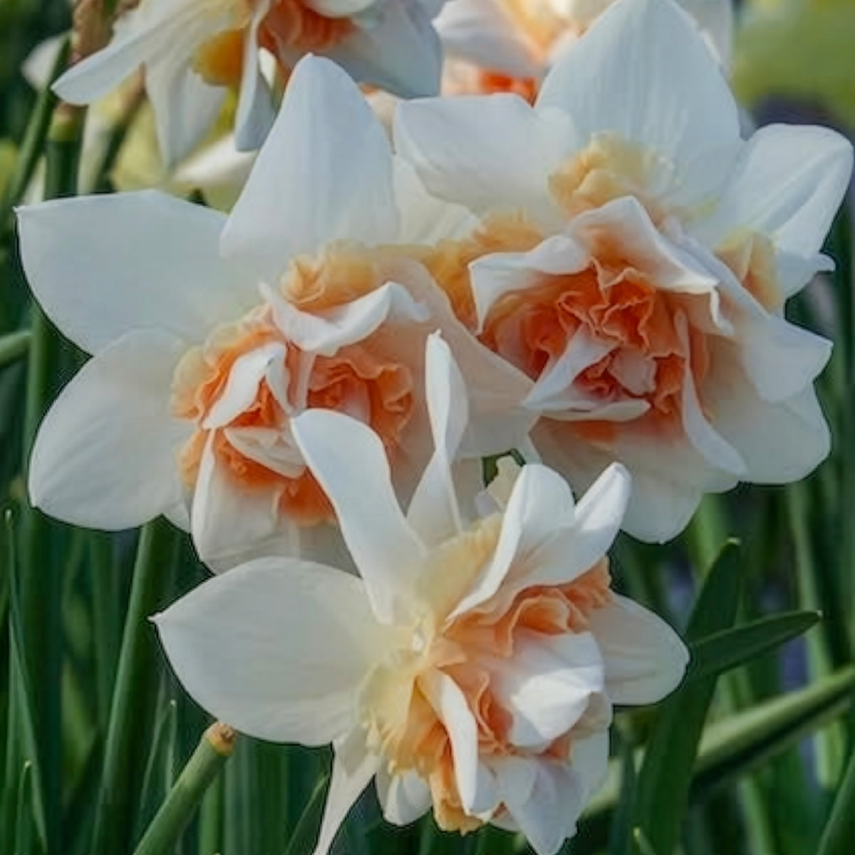 10 Narcisses à fleurs doubles Replete - Narcissus replete - Bakker